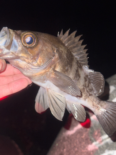 メバルの釣果