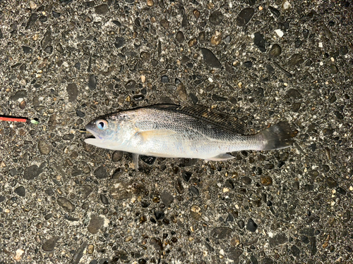 イシモチの釣果