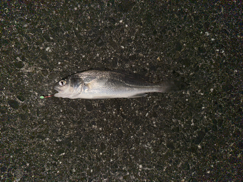 イシモチの釣果