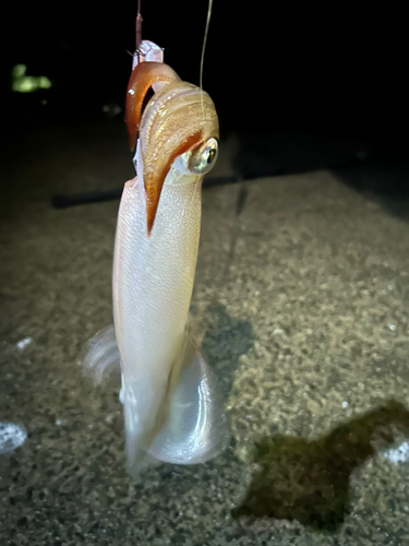 ヤリイカの釣果