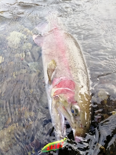 ニジマスの釣果