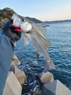 ヒラスズキの釣果