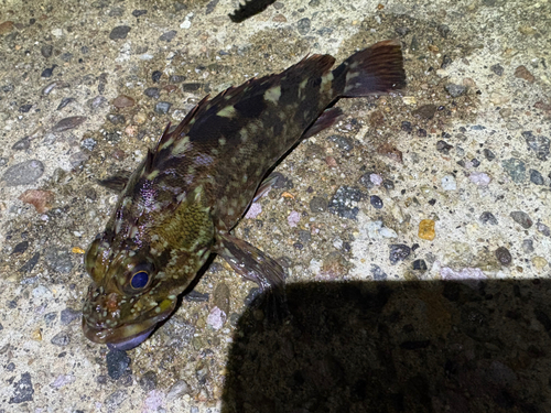 カサゴの釣果