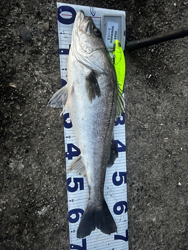 シーバスの釣果