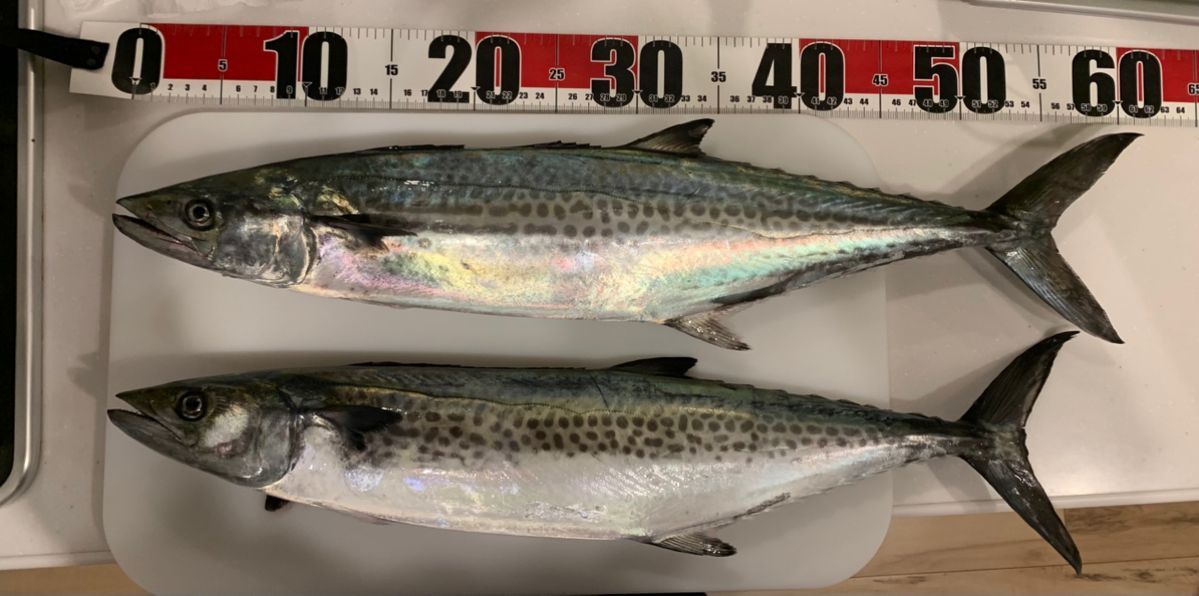 ゆと1982さんの釣果 2枚目の画像