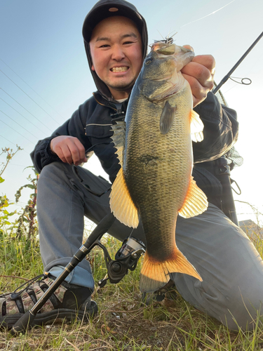 ブラックバスの釣果