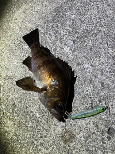 メバルの釣果