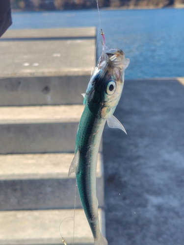 イワシの釣果