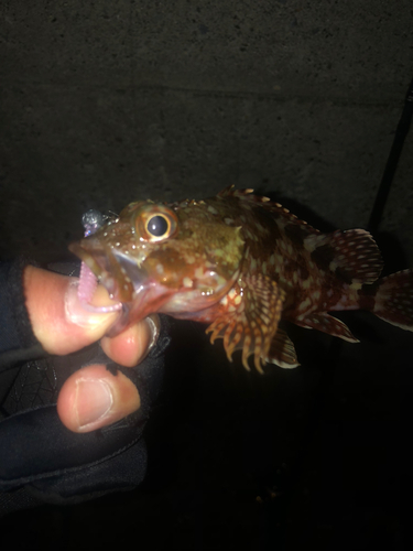 カサゴの釣果