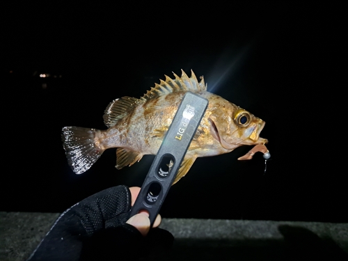 メバルの釣果