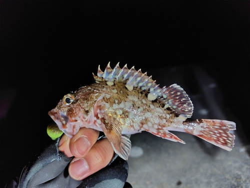 カサゴの釣果