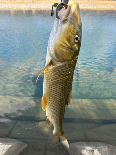 ニゴイの釣果