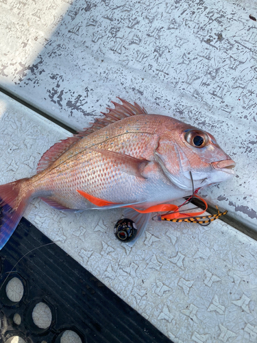 マダイの釣果