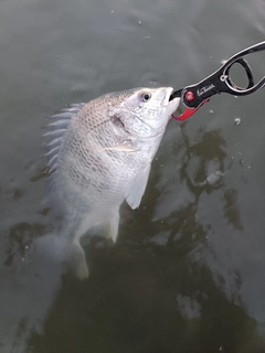 キビレの釣果