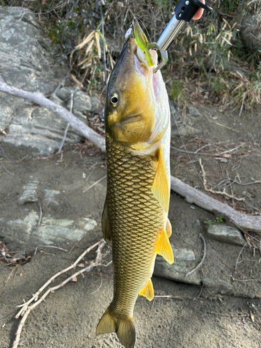 ニゴイの釣果