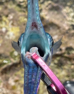 オキザヨリの釣果