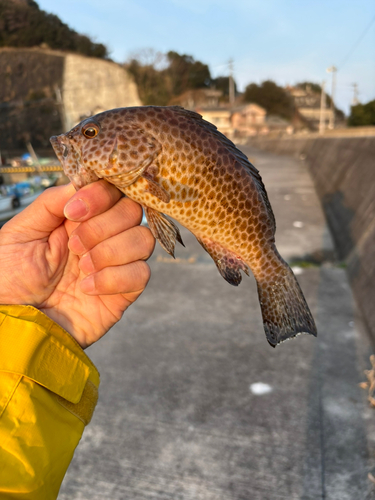 オオモンハタの釣果