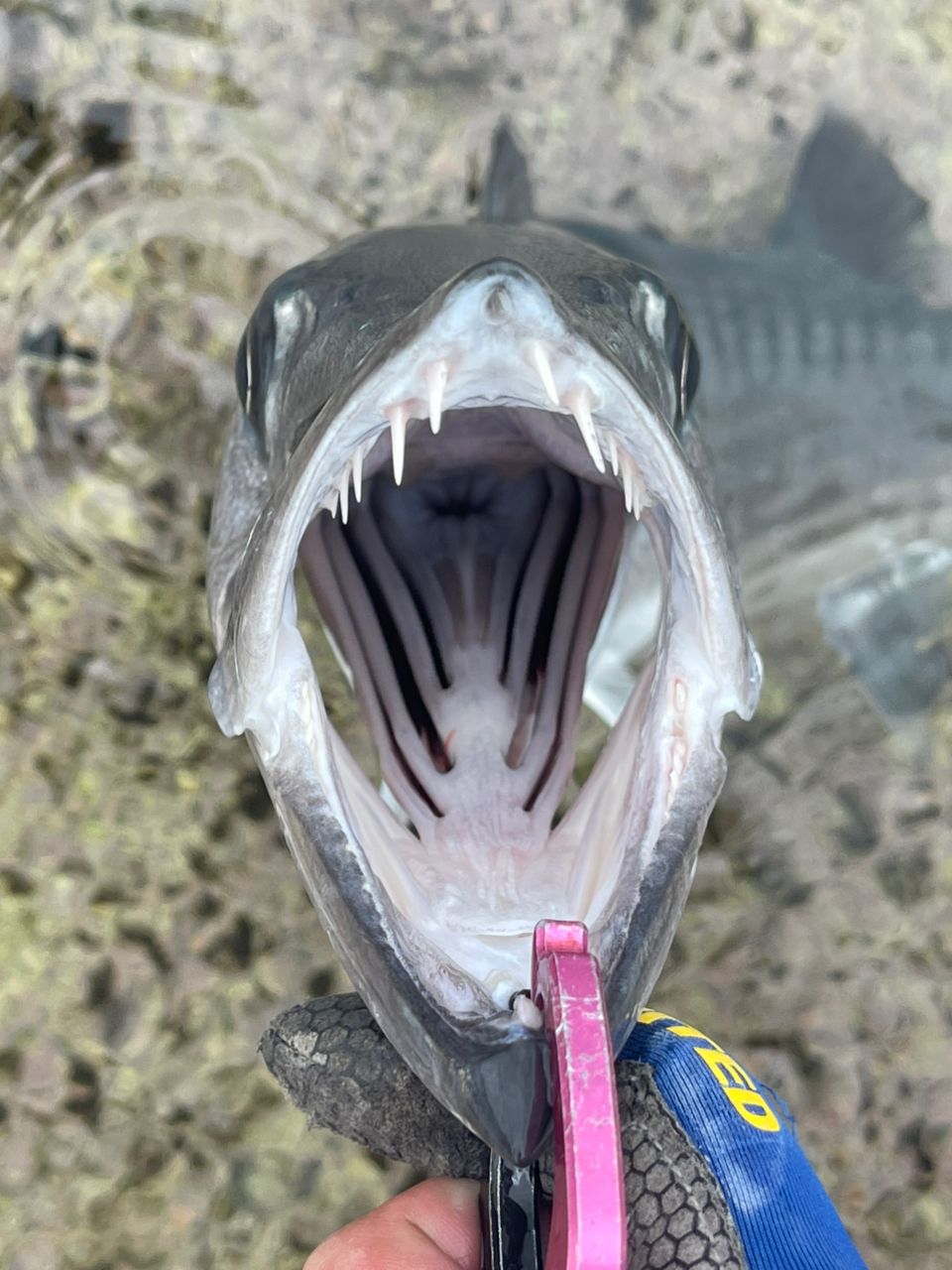 オニカマス