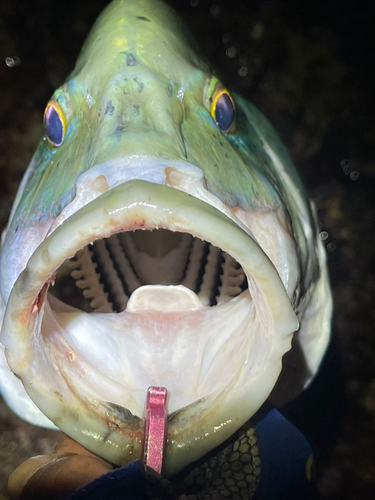 カスミアジの釣果