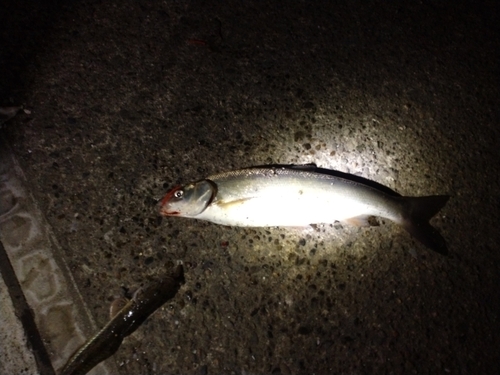 マルタウグイの釣果