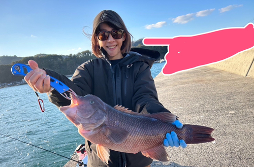 コブダイの釣果