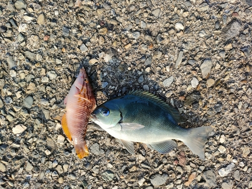 グレの釣果