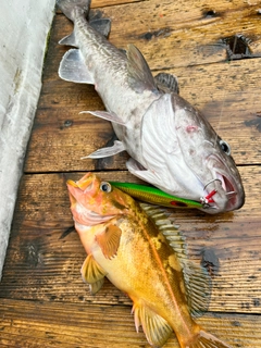 ヤナギノマイの釣果