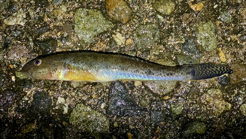 ハゼの釣果