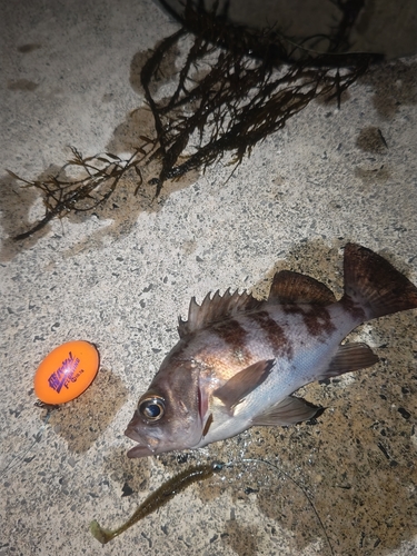 メバルの釣果