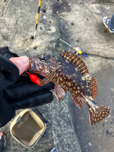 カサゴの釣果