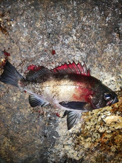 メバルの釣果