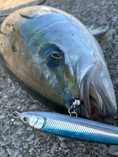 ブリの釣果