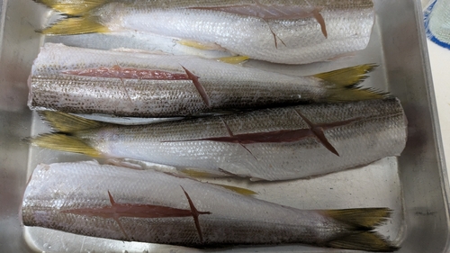 アカカマスの釣果