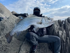 ヒラスズキの釣果