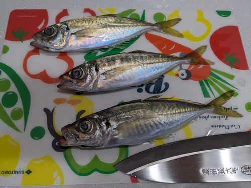 アジの釣果