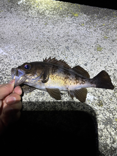 シロメバルの釣果