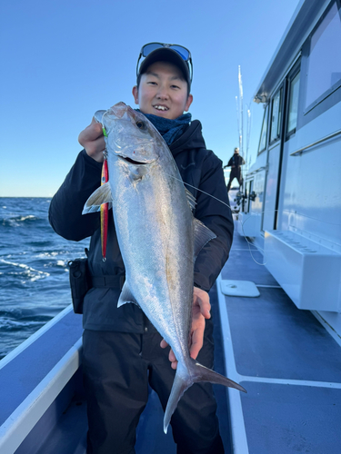 カンパチの釣果