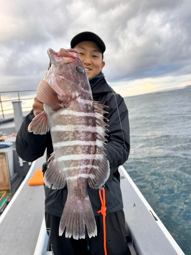 マハタの釣果