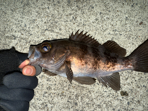 メバルの釣果