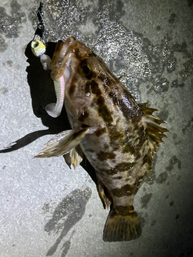 タケノコメバルの釣果