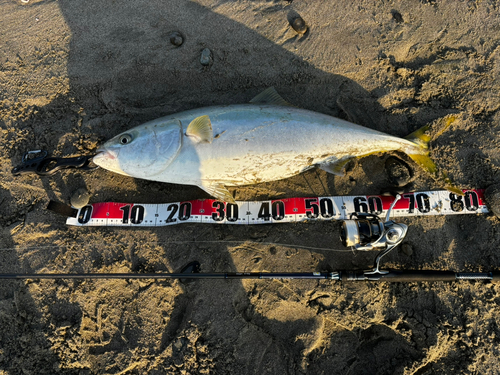 ブリの釣果