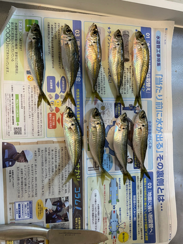 アジの釣果