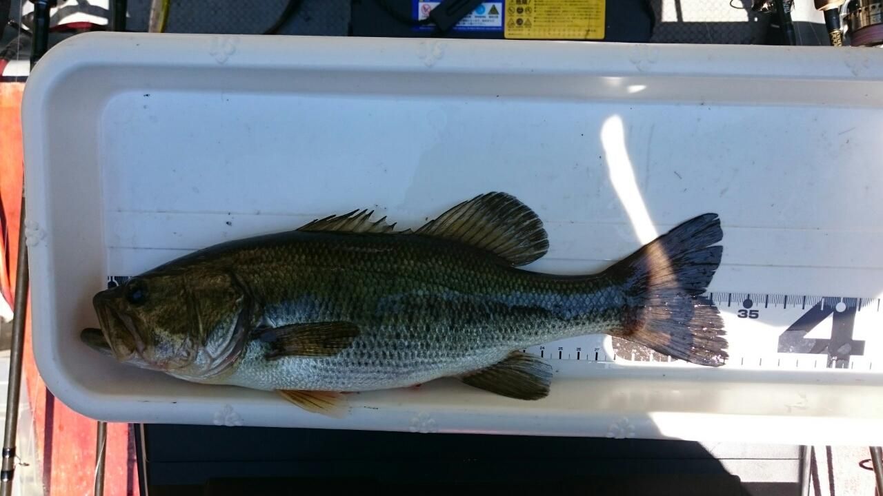 ラージマウスバス