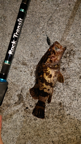 タケノコメバルの釣果