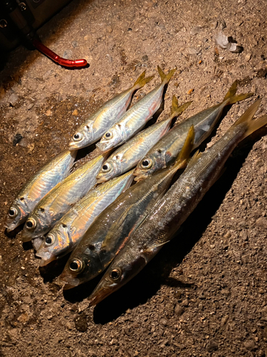 アジの釣果