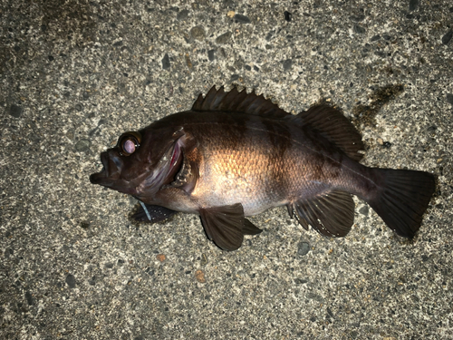 メバルの釣果