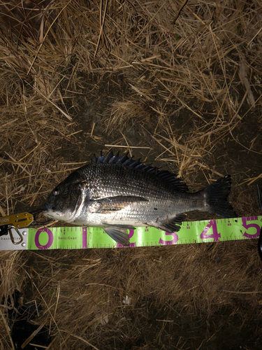 クロダイの釣果