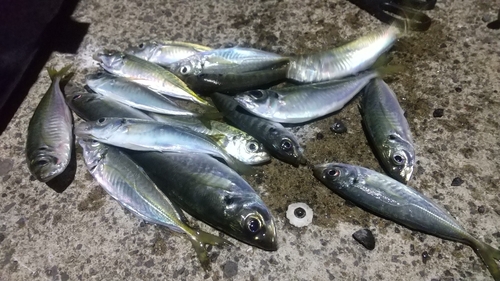 マアジの釣果