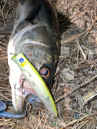 マルスズキの釣果