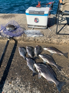 クロダイの釣果